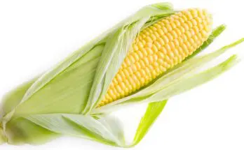 Corn