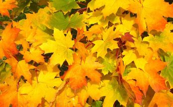 Fall recipes