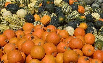 Pumpkin recipes