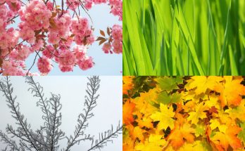 Seasonal recipes