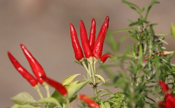 Spicy recipes