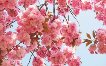 Spring recipes