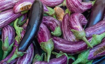 Eggplant