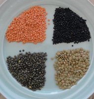 Lentils - vegan protein