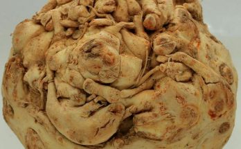Celeriac